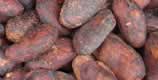 botsl_products_cacao